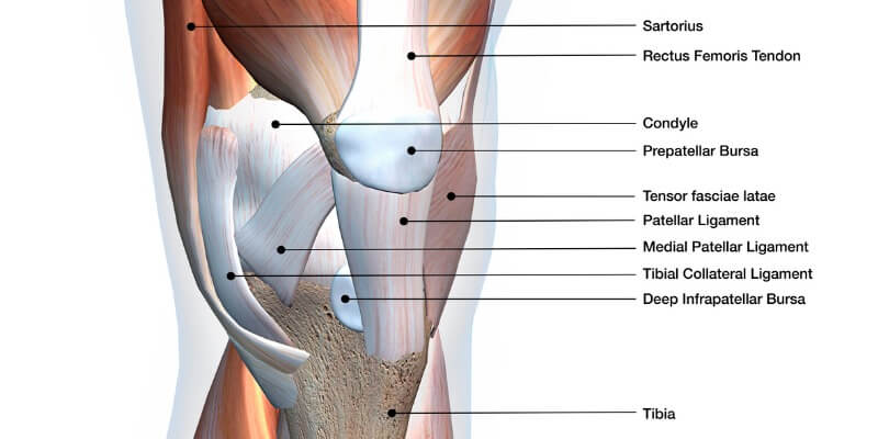 Ligaments vs Tendons